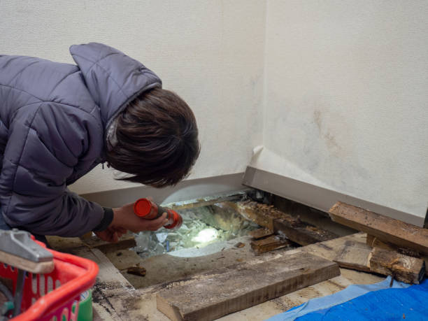 Cambridge, NE Mold Removal Company