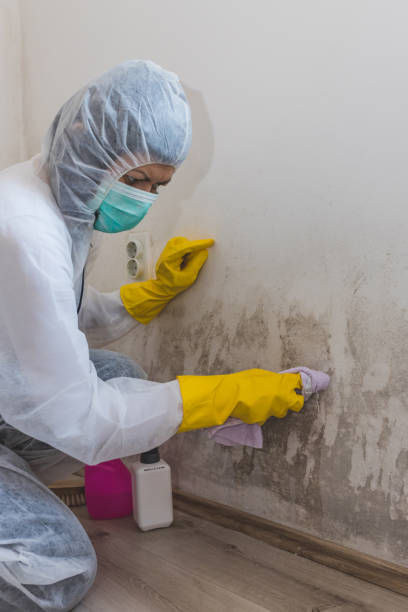 Best Attic Mold Removal  in Cambridge, NE