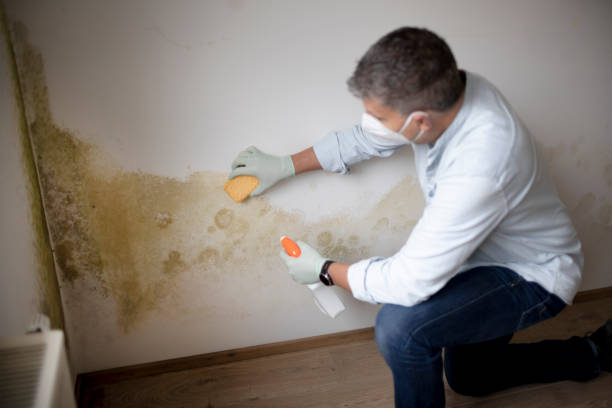 Best Dehumidification Services  in Cambridge, NE